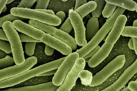 Weight management and gut bacteria are directly linked