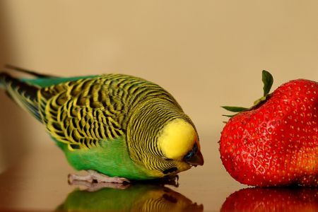 5 Ways to Keep Birds Away from Your Strawberries