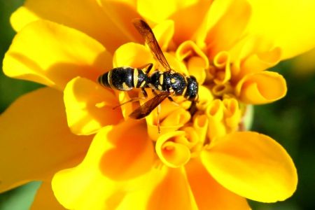 How to Get Rid of Yellow Jackets
